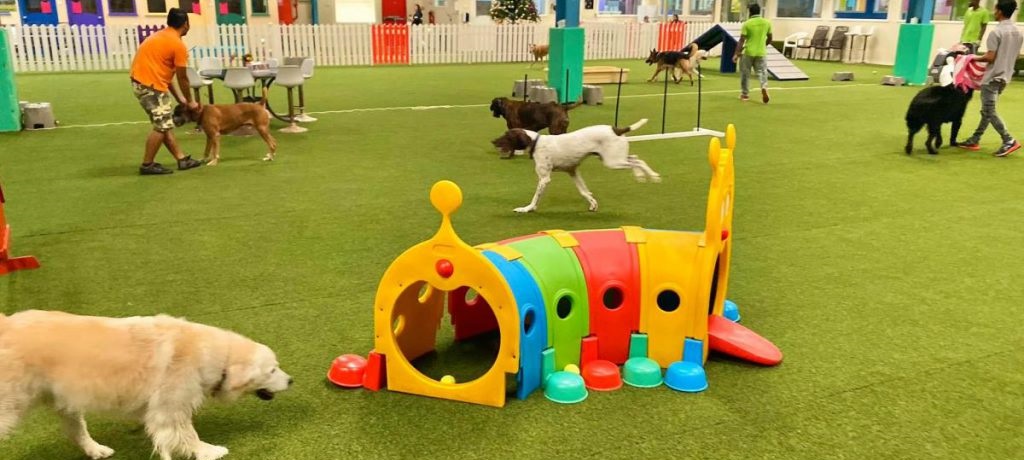 Best Dog Parks in Dubai