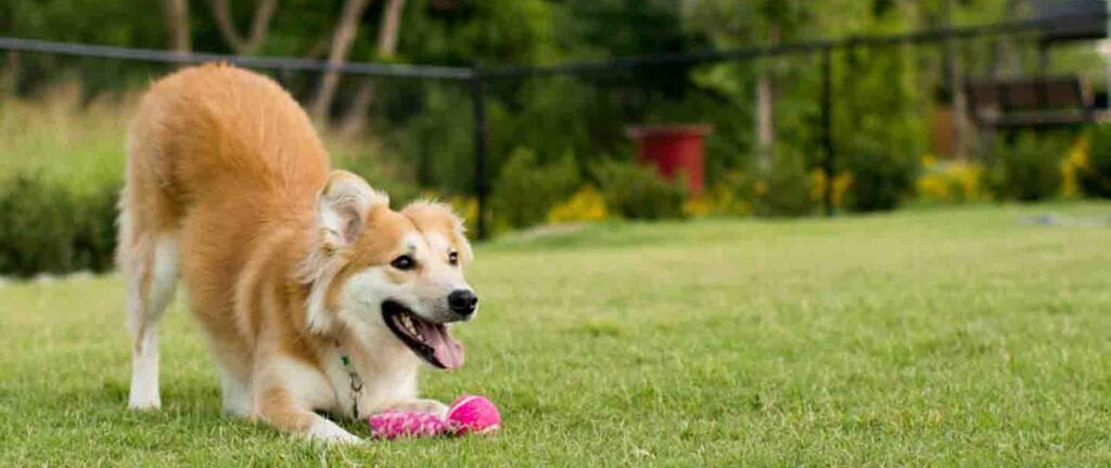 Best Dog Parks in Dubai