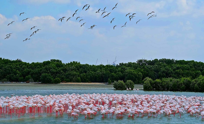 Ras Al Khor Wildlife Sanctuary Dubai