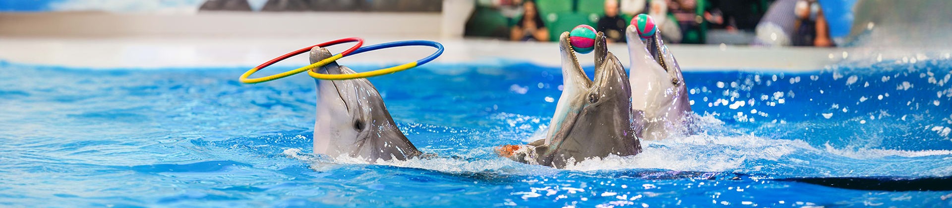 Dubai Dolphinarium: A Marine Wonderland in the Heart of Dubai