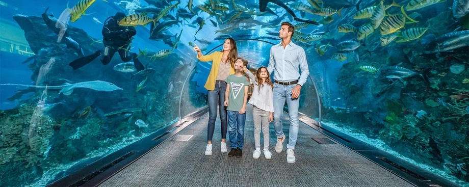 Dubai Aquarium & Underwater Zoo: A Mesmerizing Marine Adventure