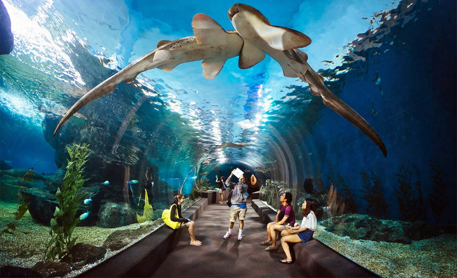 Sharjah Aquarium – A Fascinating Journey into the Underwater World